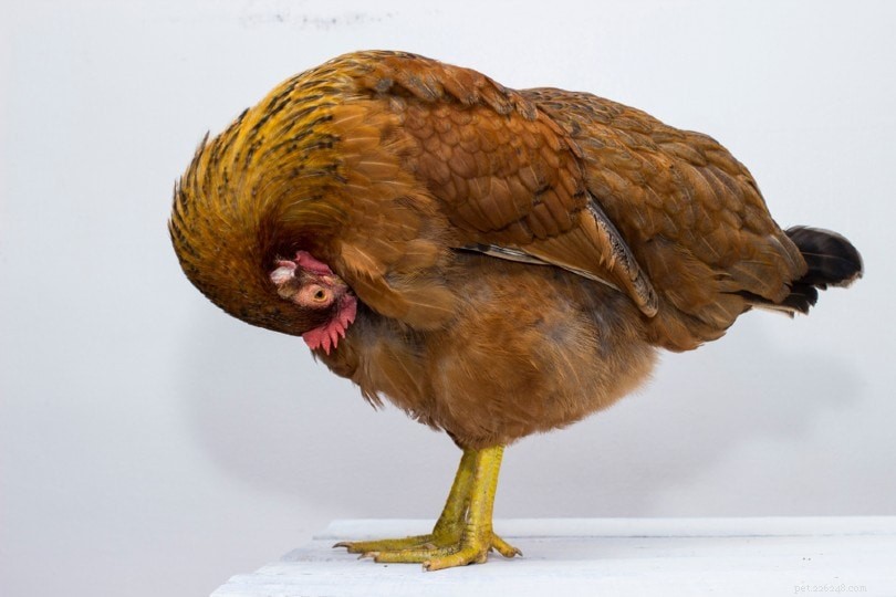 Tamkycklingars ursprung och evolutionära historia