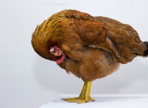 가축 닭의 기원과 진화사