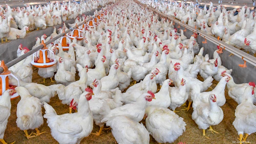 Combien y a-t-il de poulets dans le monde ? (Statistiques 2022)