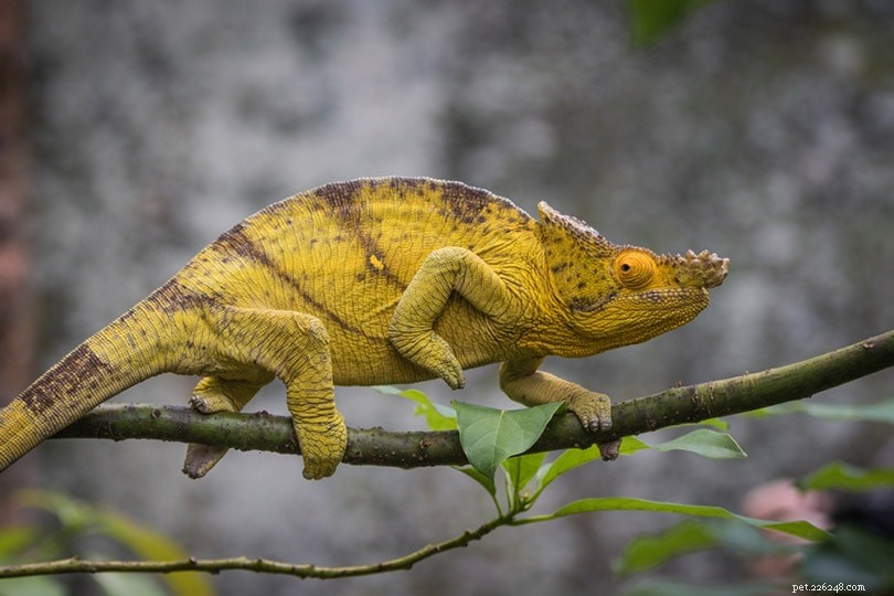 Jak dlouho žijí chameleoni? (Údaje a fakta o průměrné životnosti)
