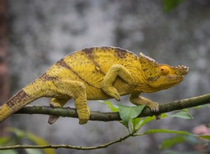 Jak dlouho žijí chameleoni? (Údaje a fakta o průměrné životnosti)