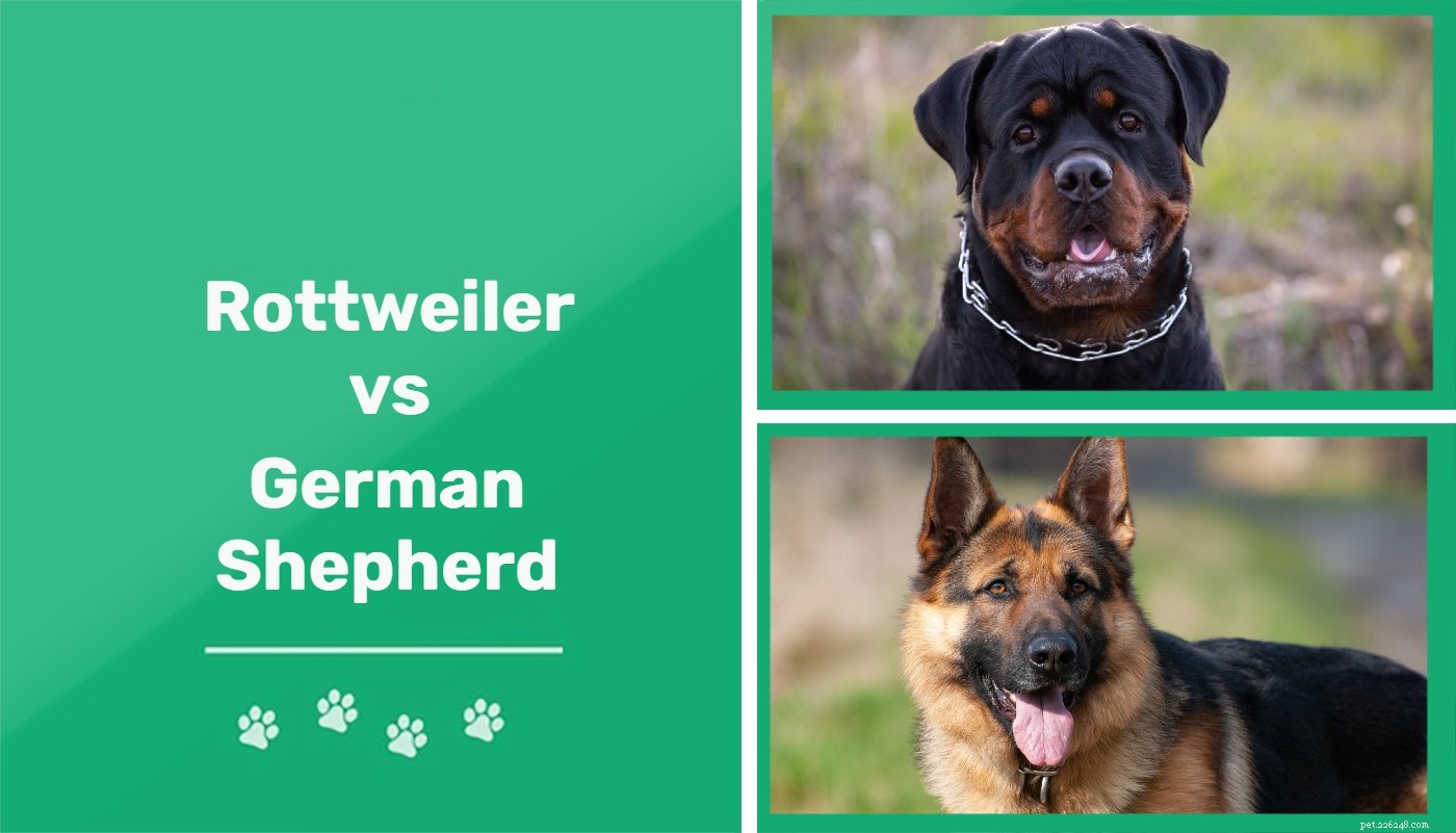 Rottweiler vs německý ovčák:Co je pro vás to pravé?