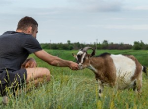 Deset nejlepších potravin, které můžete dát kozám jako pamlsky