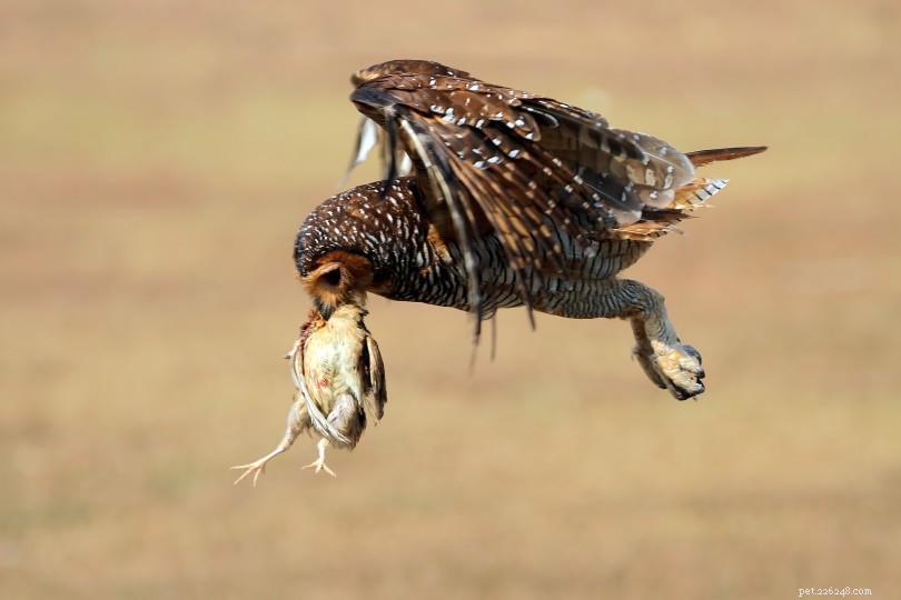 Eten uilen kippen? Hoe u uw kudde kunt beschermen