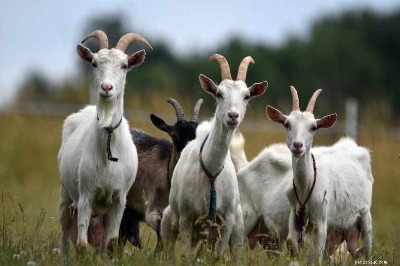 Les chèvres femelles ont-elles des cornes ? Ce que vous devez savoir !