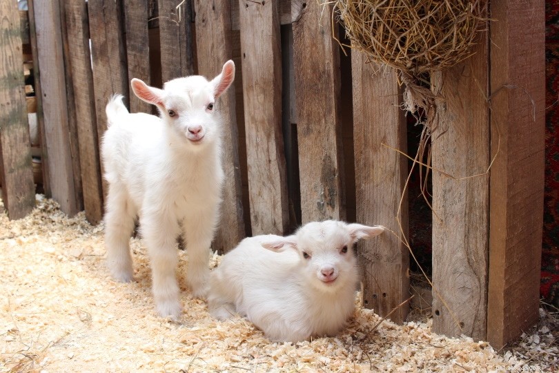 Que mangent les bébés chèvres ? Ce que vous devez savoir !