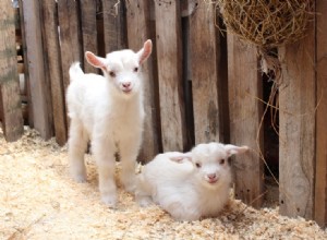 子ヤギは何を食べますか？あなたが知る必要があること！ 