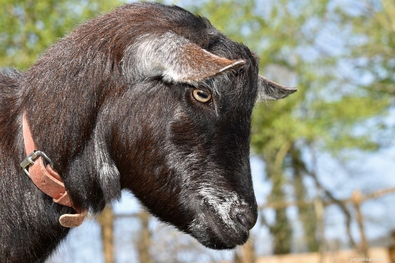 Perché le capre hanno pupille rettangolari? Ecco cosa dice la scienza