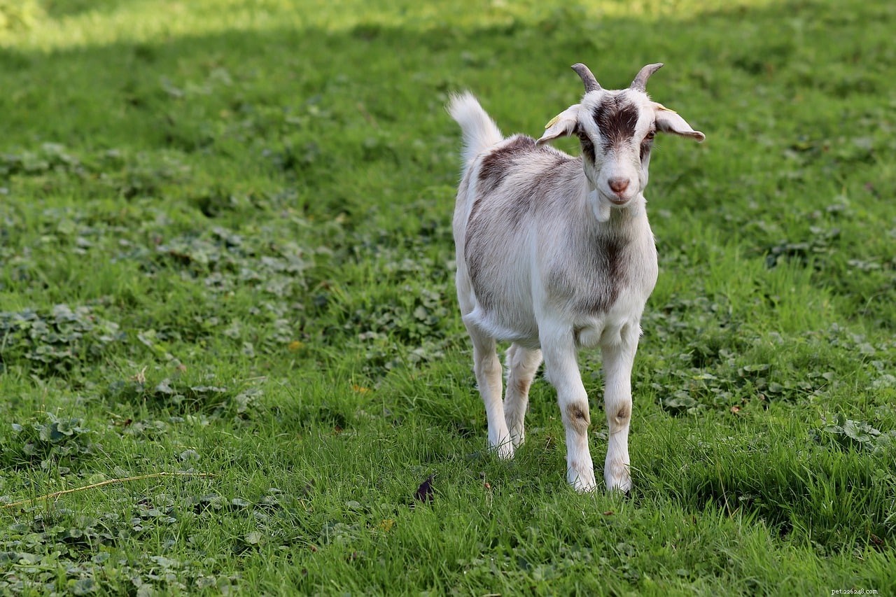 De combien d espace les chèvres ont-elles besoin pour être heureuses ?