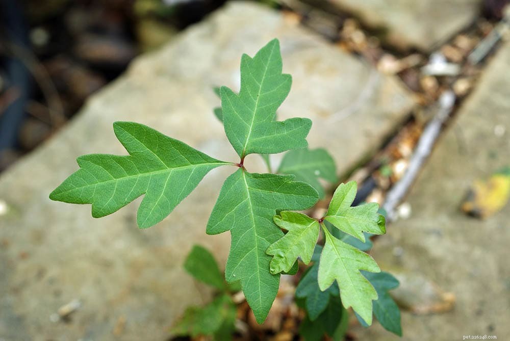 Kunnen geiten veilig Poison Ivy eten? Wat u moet weten!