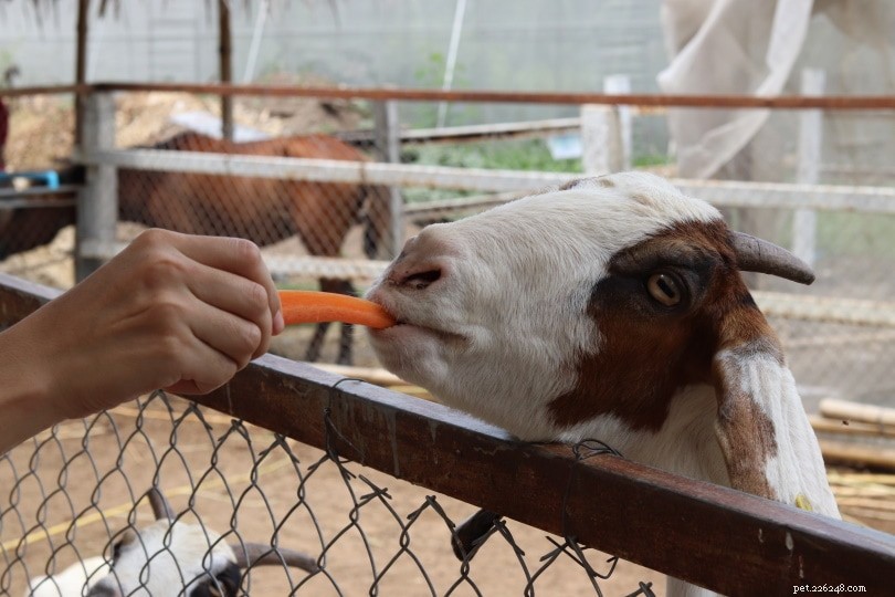 Cabras podem comer cenouras? O que você precisa saber!