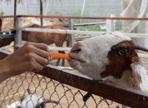 Můžou kozy jíst mrkev? Co potřebujete vědět!