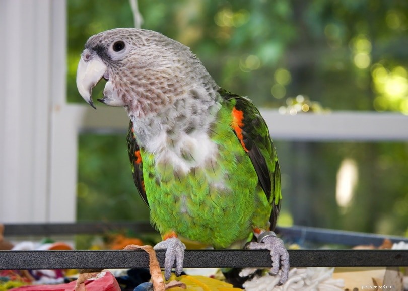 Hur intelligenta är papegojor? Här är vad vetenskapen säger