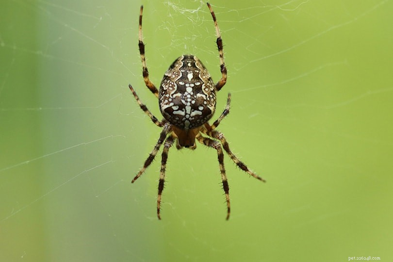 Hur intelligenta är spindlar? Här är vad vetenskapen säger