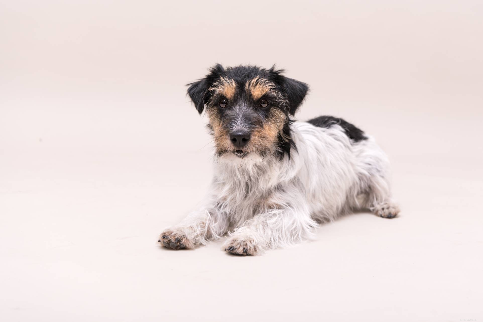 Mélange de berger allemand Jack Russell Terrier