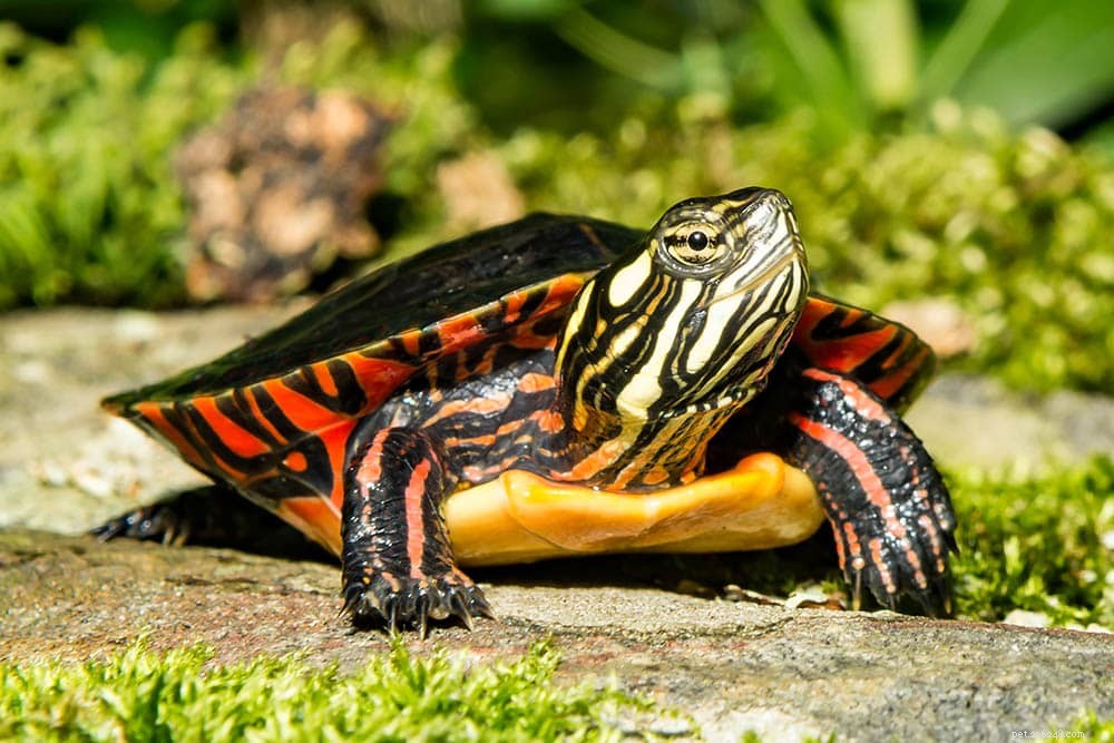 Målade sköldpaddor till salu:2022 Breeders List i USA