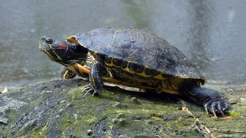 Waar koop je in 2022 een roodwangschildpad? (Kwekers &Tips)