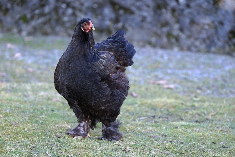 Hur intelligenta är kycklingar? Här är vad vetenskapen säger