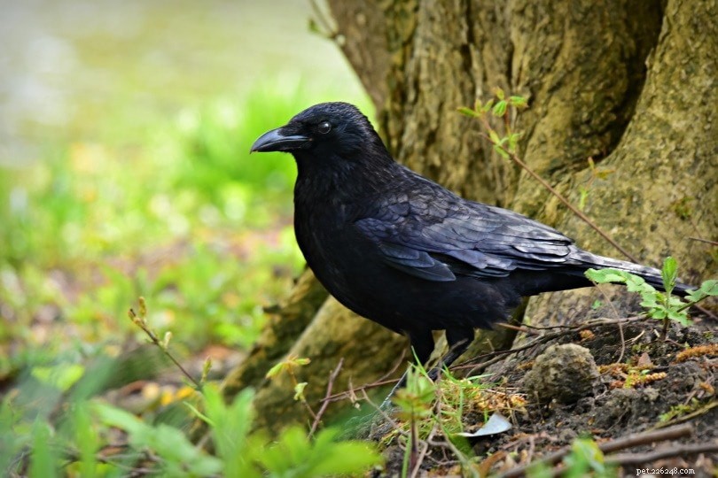 Quão inteligentes são os corvos? Veja o que a ciência diz