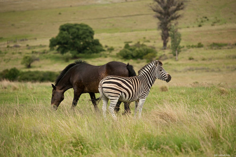 Zijn paarden en zebra s gerelateerd? Wat u moet weten!