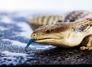 Blue Tongue Skinks na prodej v USA:Seznam chovatelů 2022 a tipy