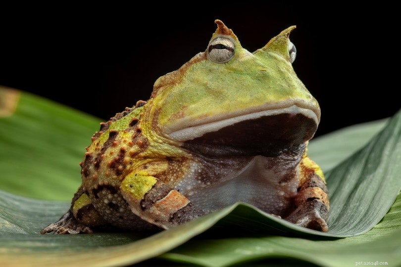 Pacman Frogs For Sale:2022년 미국의 종축 목록