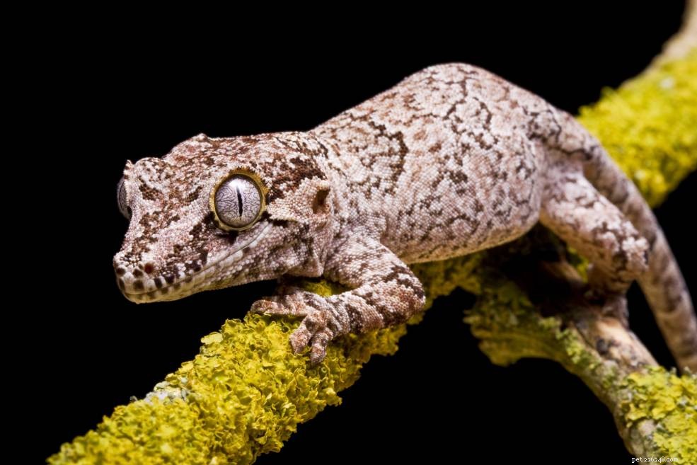 6 meilleurs éleveurs de Gargoyle Gecko aux États-Unis, au Royaume-Uni et au Canada (2022)