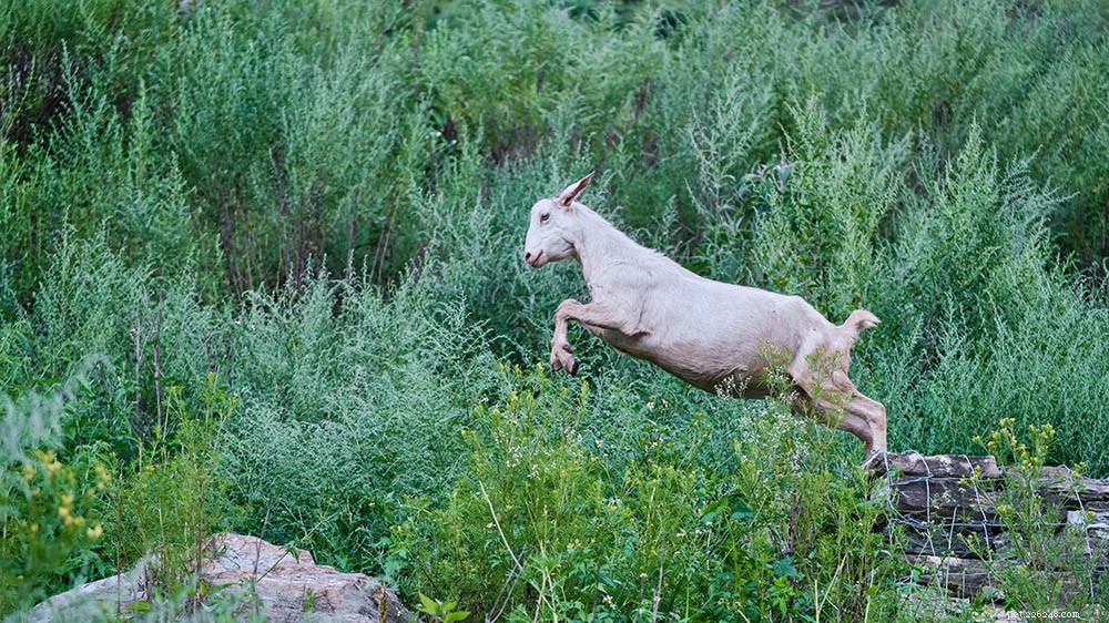 Как высоко могут прыгать козы? И какой высоты должен быть ваш забор?
