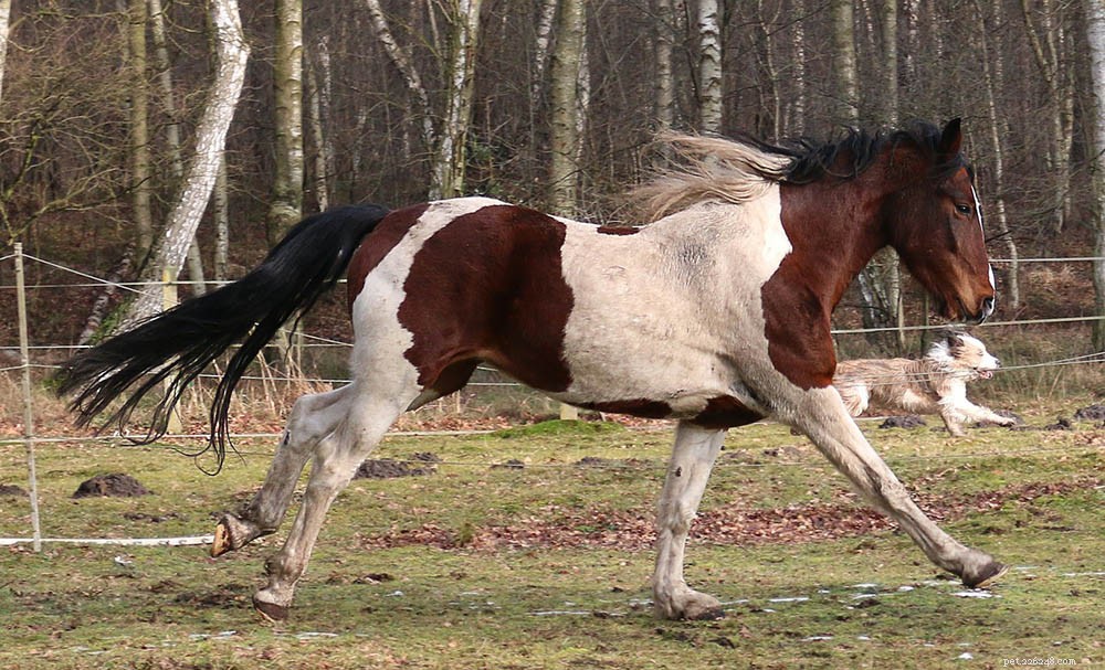 Que animais atacam cavalos? 8 predadores
