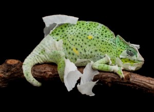 Jak často chameleoni línají? A proč to dělají?