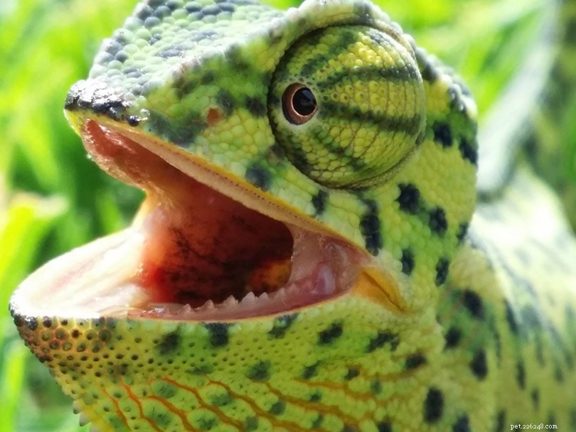 Mají chameleoni zuby? Co potřebujete vědět!