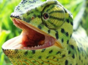 Mají chameleoni zuby? Co potřebujete vědět!