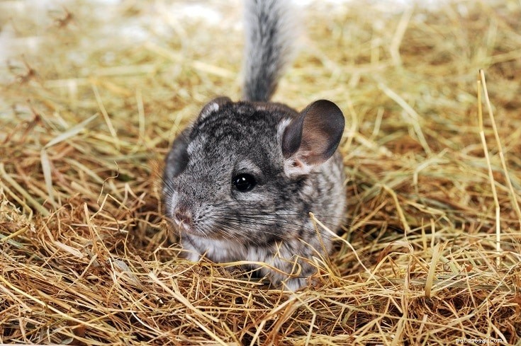 Les chinchillas peuvent-ils manger de la nourriture pour hamster ? Ce que vous devez savoir !