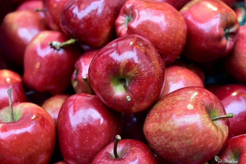 Le capre possono mangiare le mele? Cosa devi sapere!
