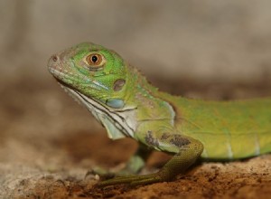 Iguanas na prodej:Seznam chovatelů 2022 v USA, Velké Británii, Kanadě a Austrálii