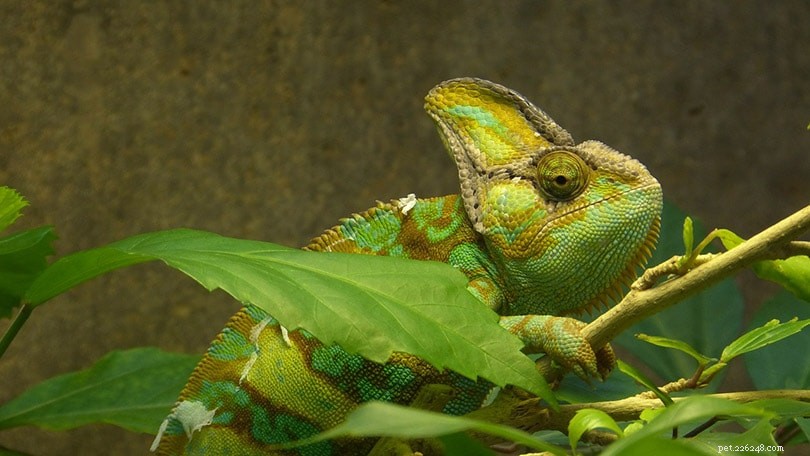 Kameleonter till salu:2022 Breeders List i U.S.A.