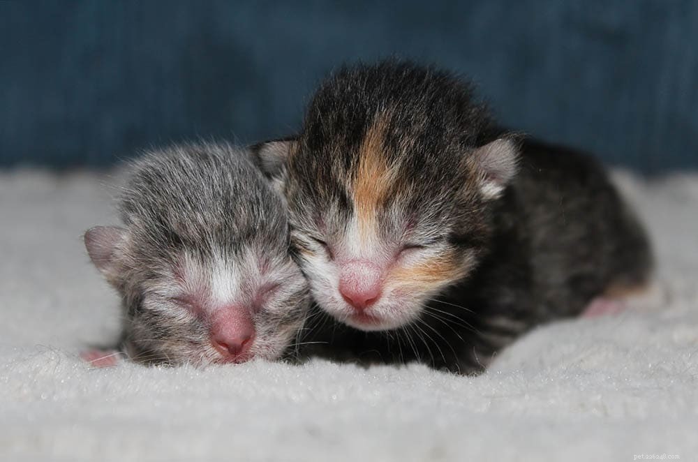 Hoe oud zijn kittens als ze hun ogen openen?