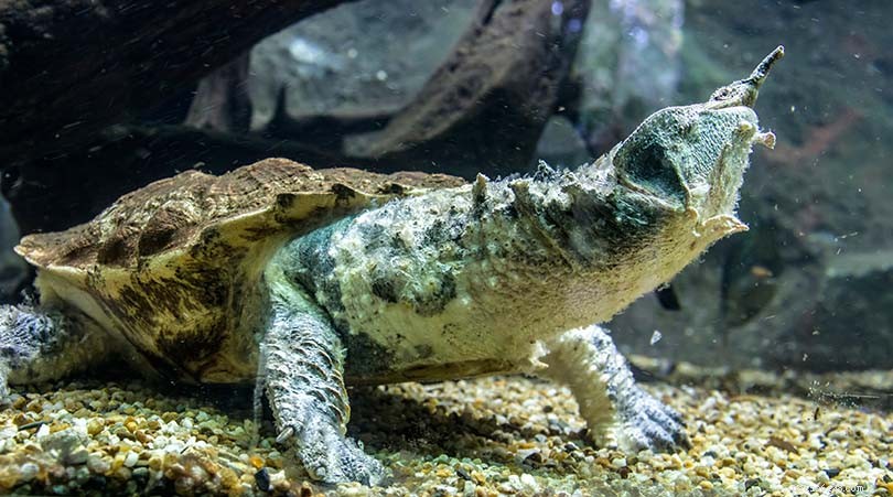 Var kan man köpa en Mata Mata-sköldpadda 2022? (Uppfödare och tips)