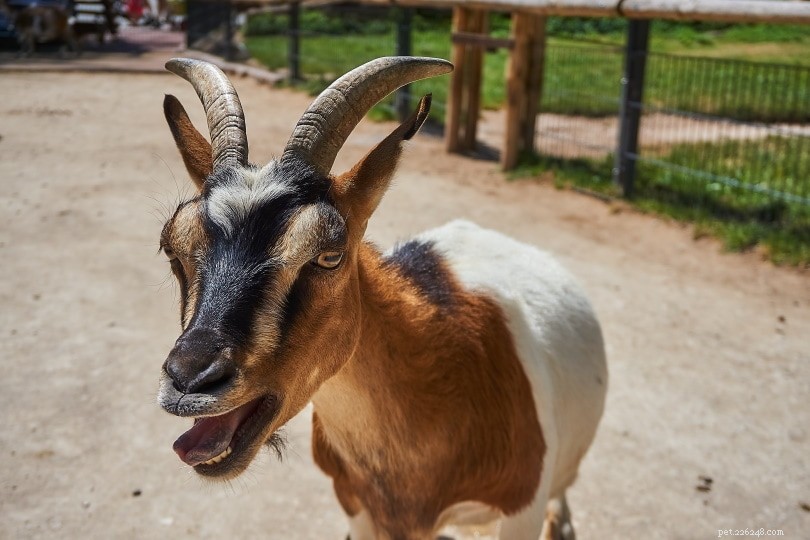 Почему козы кричат? 7 причин такого поведения