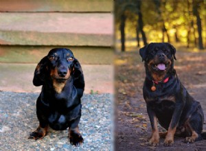 Jezevčík Rottweiler Mix