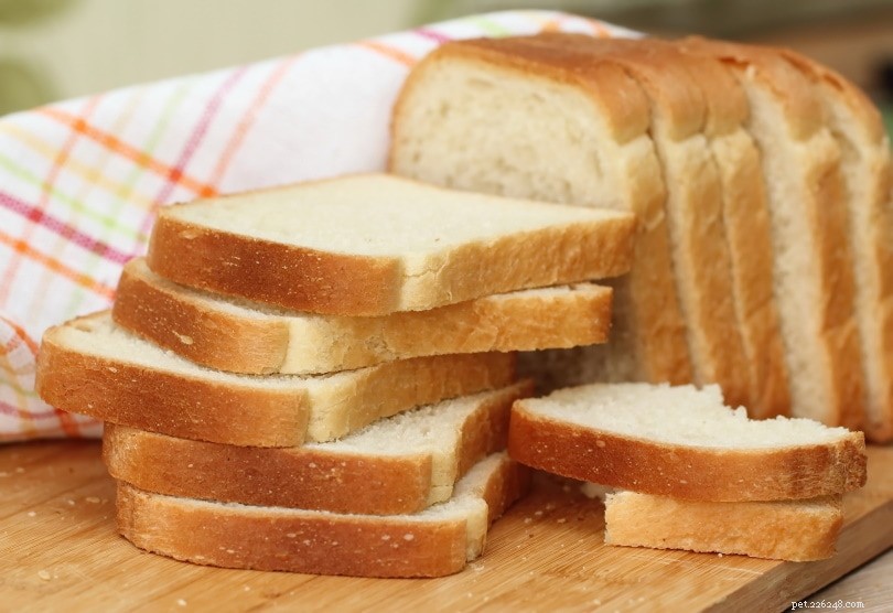 I cincillà possono mangiare il pane? Cosa devi sapere!