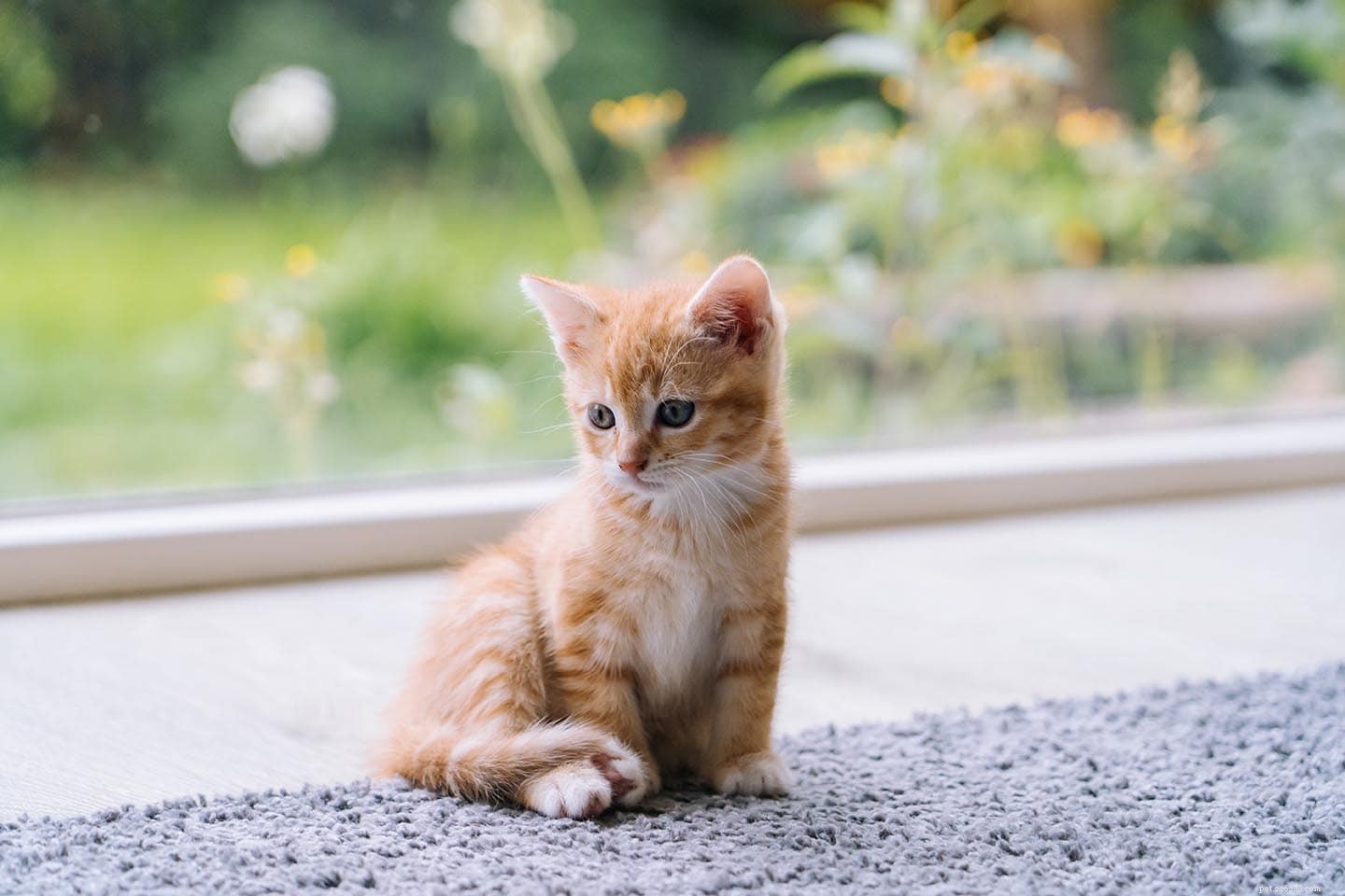 Checklist voor nieuwe kittens:benodigdheden, je huis voorbereiden en wetenswaardigheden