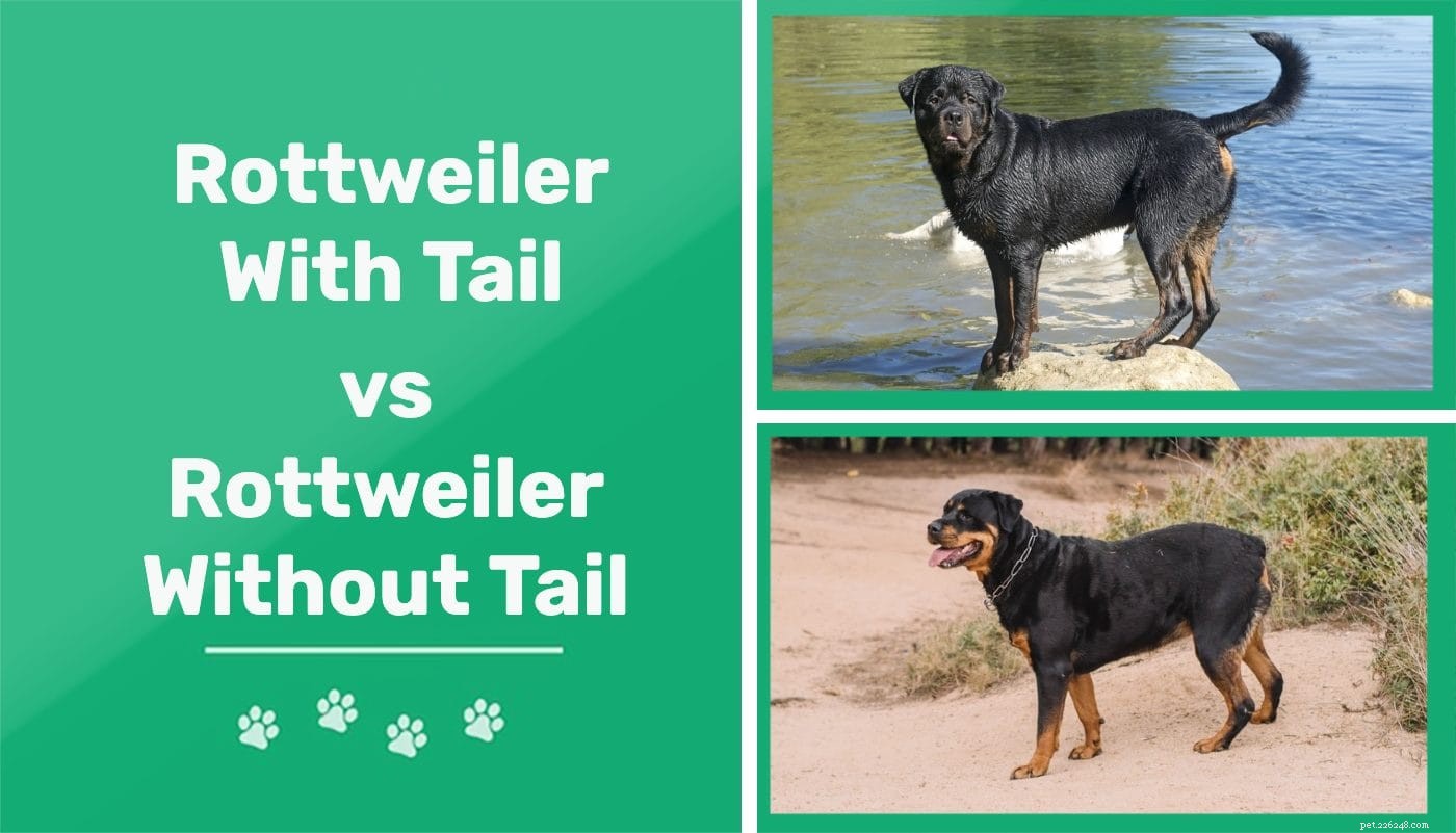 Rottweiler com cauda vs sem. É legal?