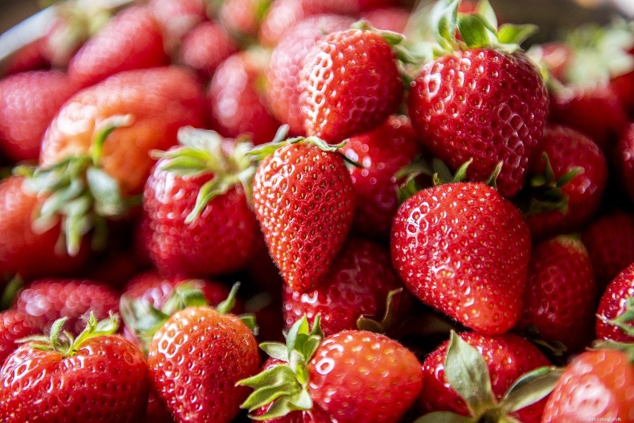 Kan chinchilla äta jordgubbar? Vad du behöver veta!