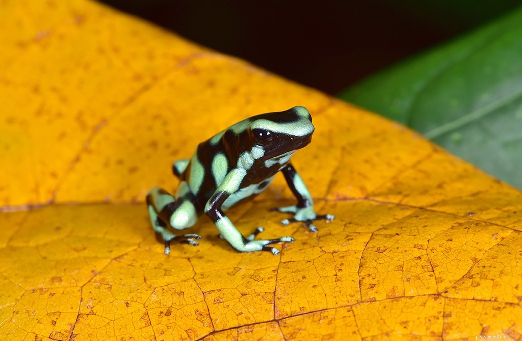 미국에서 판매되는 Poison Dart Frogs(2022 사육자 목록 및 팁)
