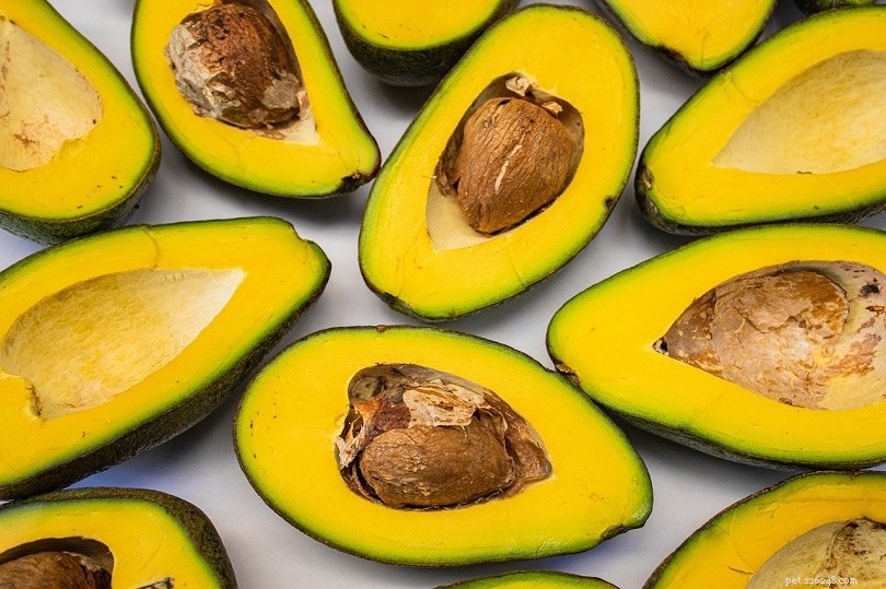 Le iguane possono mangiare l avocado? Cosa devi sapere!