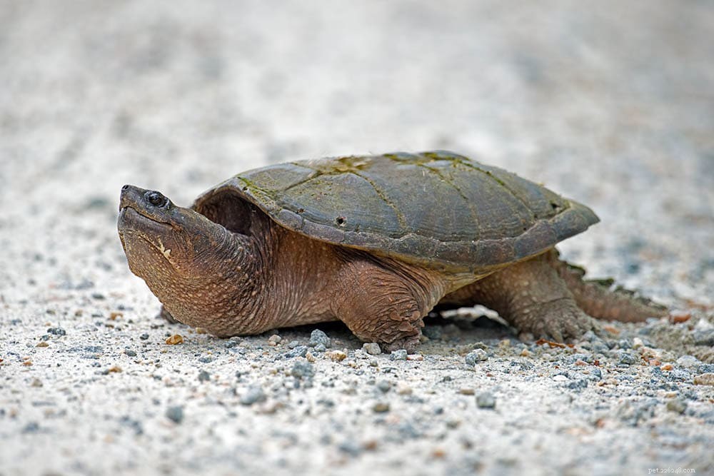 Var kan man köpa en snapssköldpadda 2022? (Uppfödarlista och tips)