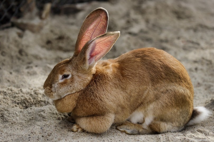 캘리포니아에서 판매되는 플랑드르 자이언트 토끼:2022년 사육자 목록