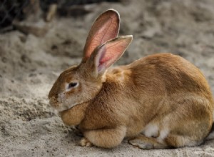 Vlámští obří králíci na prodej v Kalifornii:Seznam chovatelů 2022