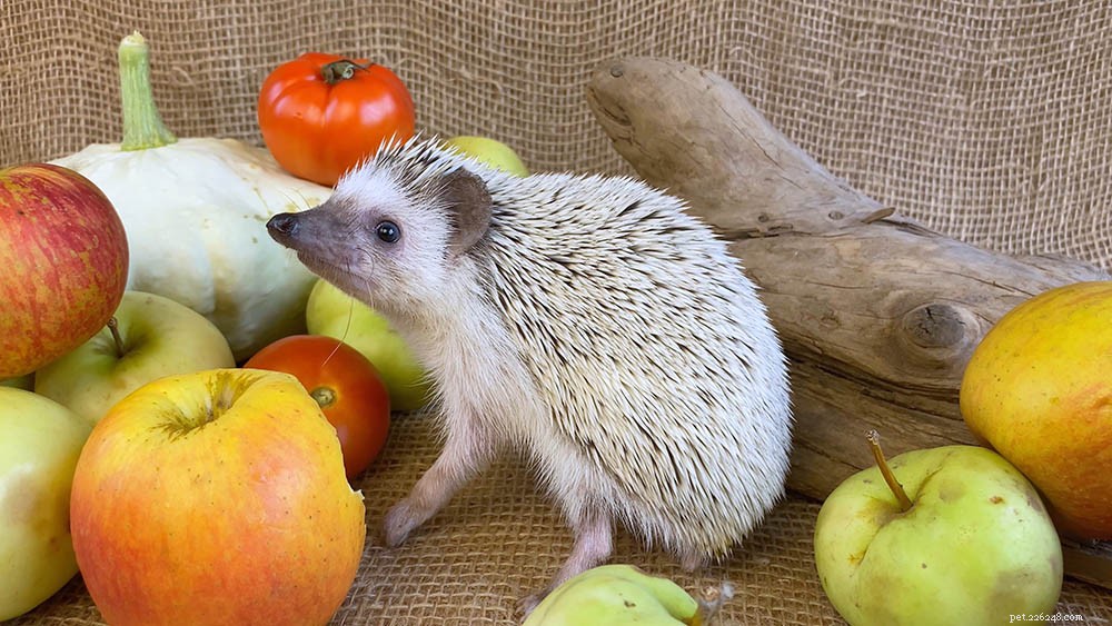 10+ vruchten die egels kunnen eten (en dingen om te VERMIJDEN) 